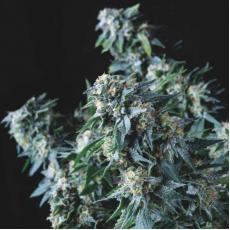 Amnesia Gold Regular (x7)